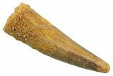 Juvenile Fossil Spinosaurus Tooth - Real Dinosaur Tooth #354843-1